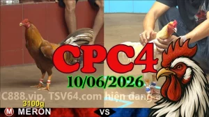 Full video đá gà Thomo CPC4 ngày 10062026