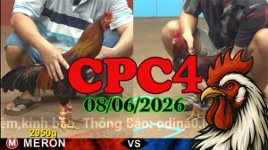 Full video đá gà trực tiếp CPC4 hôm nay 08062026