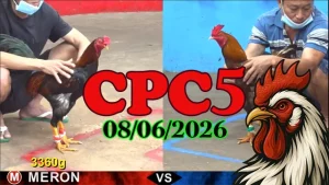 Full video đá gà trực tiếp CPC5 Thomo hôm nay 08062026