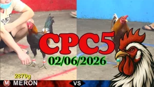 Video Highlight đá gà Thomo CPC5 ngày 02062026
