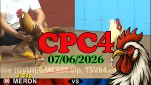 Video clip đá gà Thomo CPC4 hôm nay 07062026 mới cập nhật