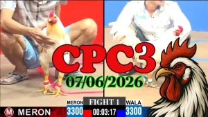 Video clip đá gà trực tiếp CPC3 hôm nay 07062026 mới cập nhật