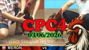 Video đá gà Thomo CPC4 hôm nay 03062026