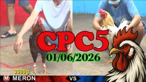 Video đá gà Thomo CPC5 ngày 01/06/2026 Highlight