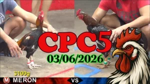 Video đá gà trực tiếp CPC5 hôm nay 03062026