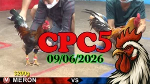 Video đá gà trực tiếp CPC5 ngày 09062026