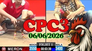 Xem lại video đá gà CPC3 ngày 06062026