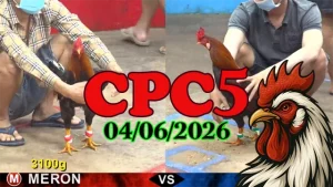 Xem lại video đá gà Thomo CPC5 ngày 04062026