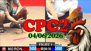 Xem lại video đá gà trực tiếp CPC2 ngày 04062026
