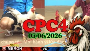 Xem lại video đá gà trực tiếp CPC4 ngày 05062026