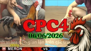 Xem lại video đá gà trực tiếp CPC4 ngày 06062026