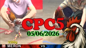 Xem lại video đá gà trực tiếp CPC5 ngày 05062026